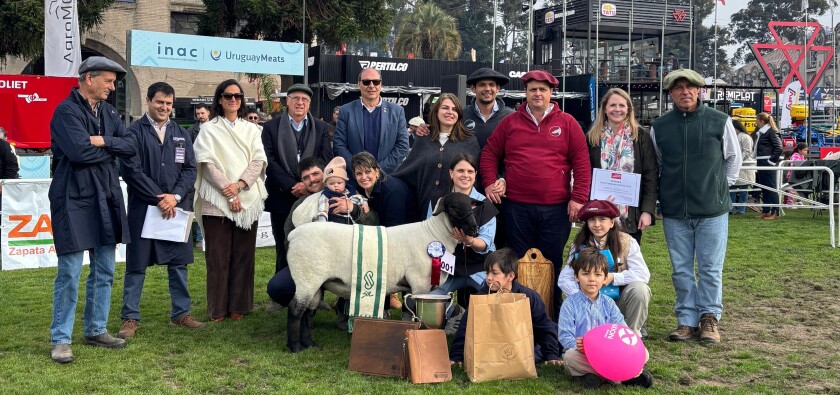 Gran Campeón Macho PI Suffolk 2025.