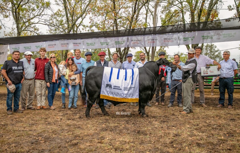 Gran Campeón Angus.jpeg