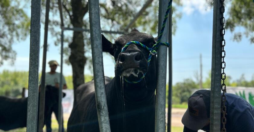 Angus en Expo Durazno