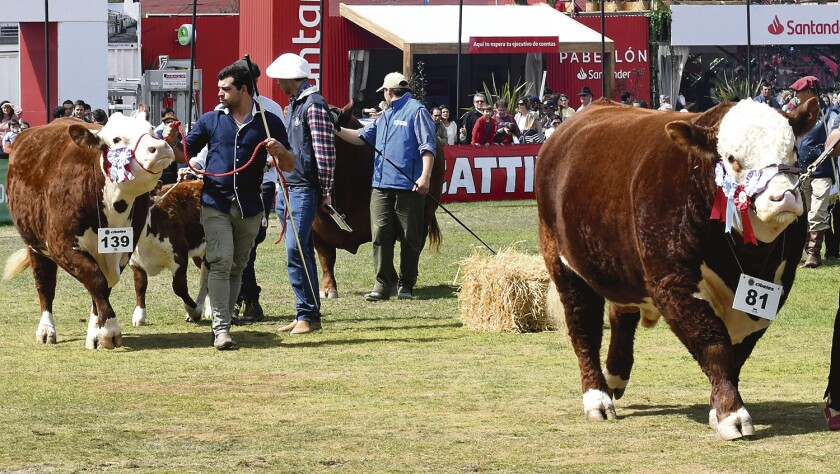 toros.jpg