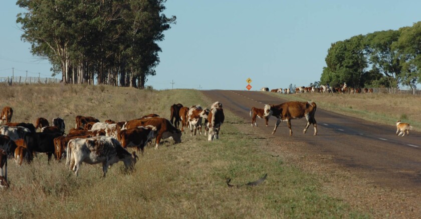 Ganado en ruta
