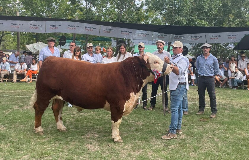 DERECHA. El Gran Campeón Hereford se quedó en Durazno porque fue de la cabaña Las Anitas.
