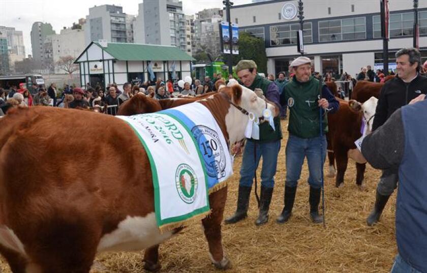 Expo Palermo. Gran Campeona Hembra Polled Hereford. Foto: La Nación - GDA.