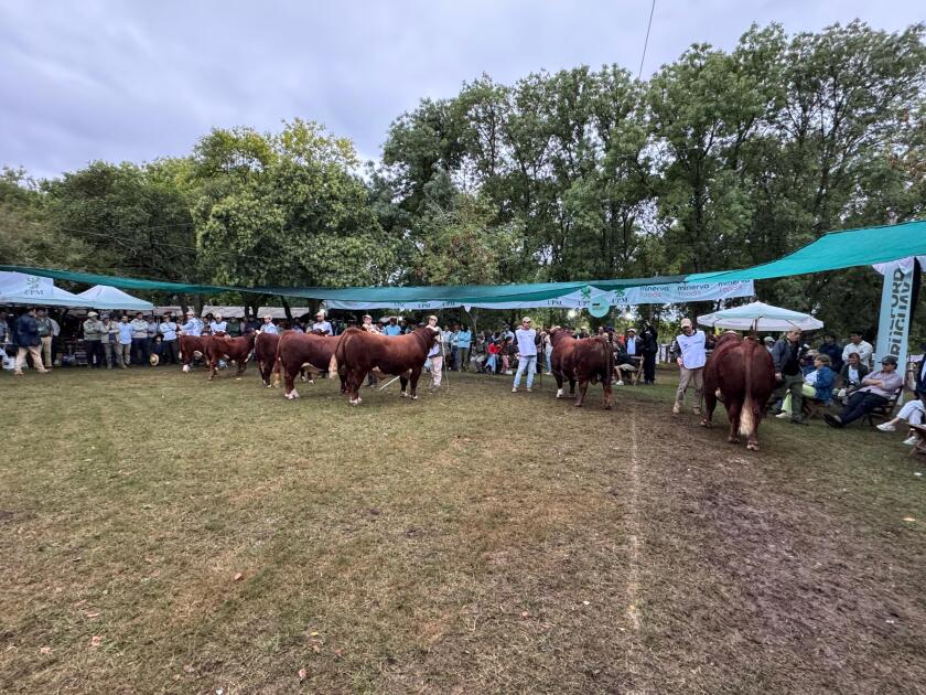 Fila Hereford.jpg