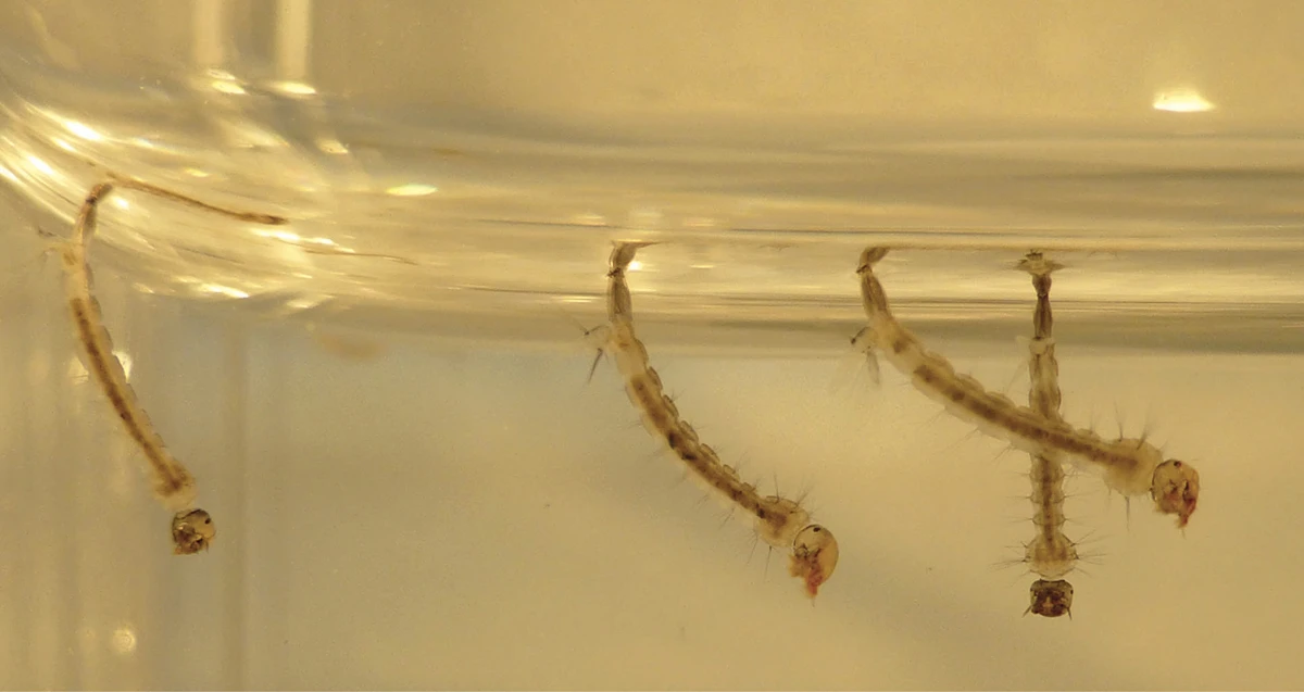 larvas aedes aegipty foto CDC