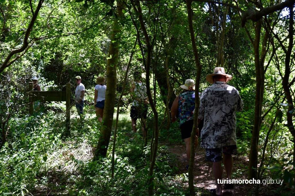 Monte de Ombúes en Rocha