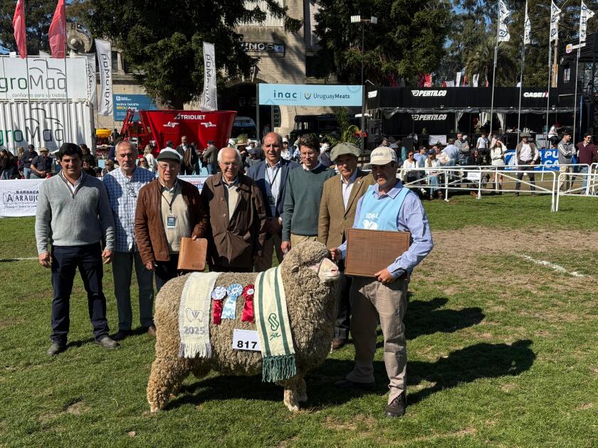 Gran Campeon PO de El Peñasco.