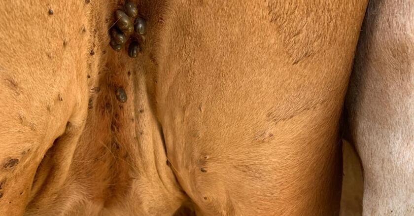 Garrapata, ganado con garrapata