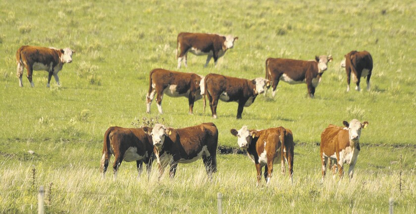 imagen-fotos-rurales-el-pais-ganado-en-el-campo-uruguay-67.jpg