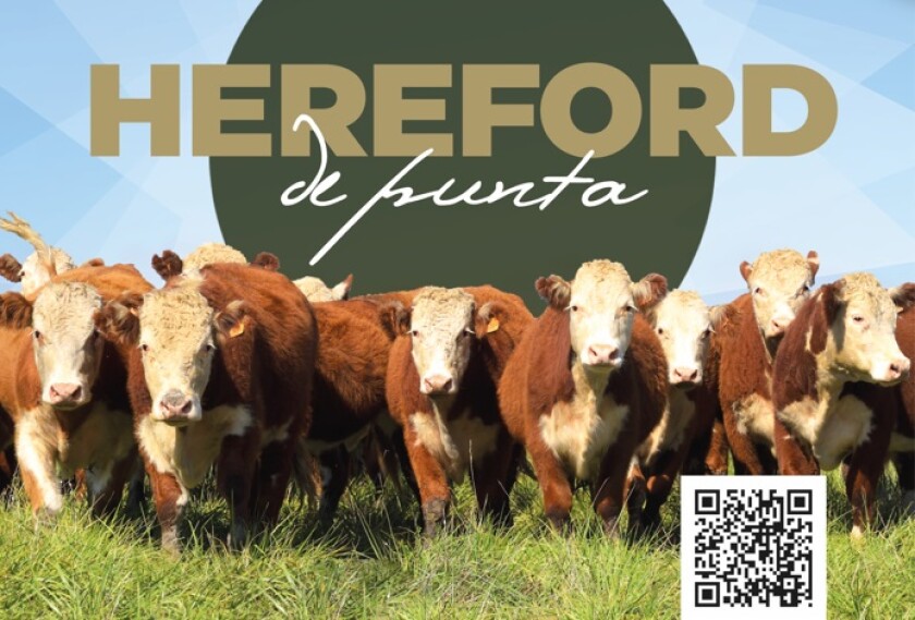 Hereford de Punta.jpg