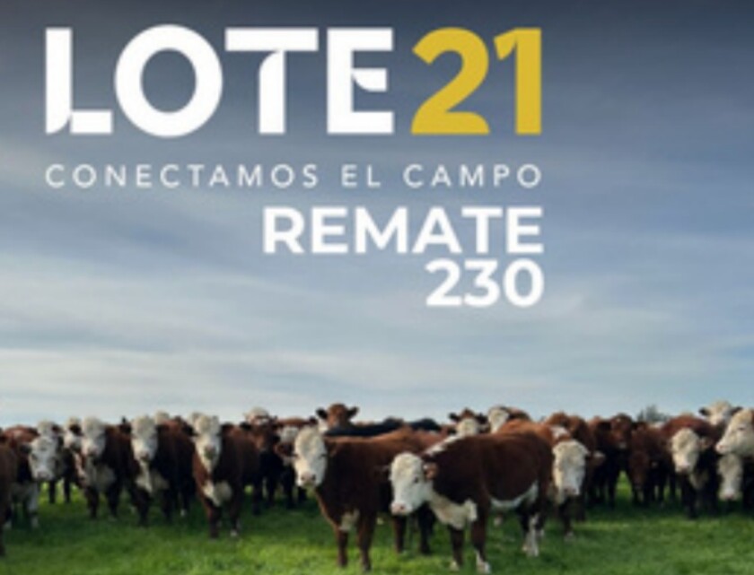 Previa Lote 21.jpg