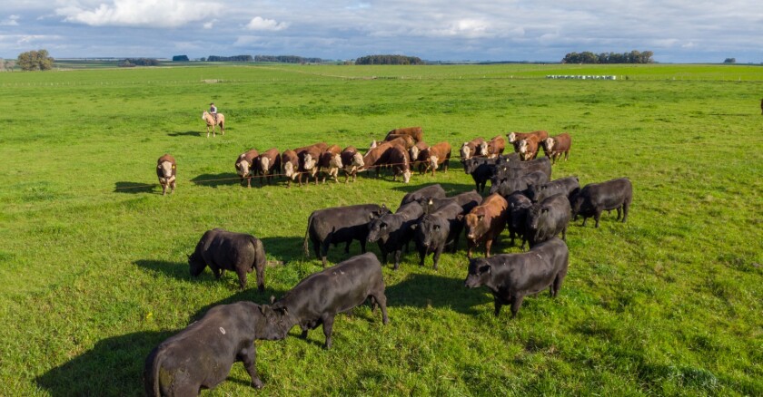 Toros angus, toros herefod