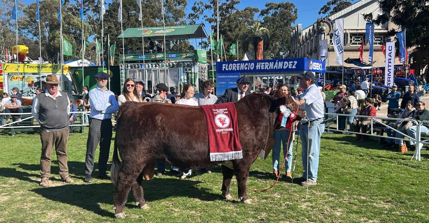 Gran Campeón Macho Shorthorn.jpeg