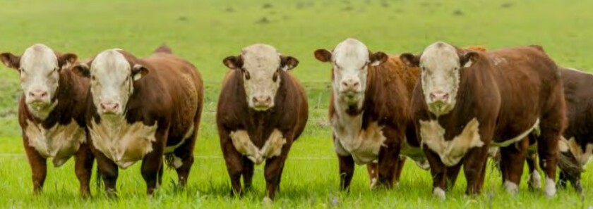 Previa Valle del Laurel.jpg