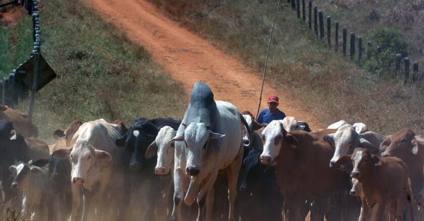 ganadería en Brasil.jpg