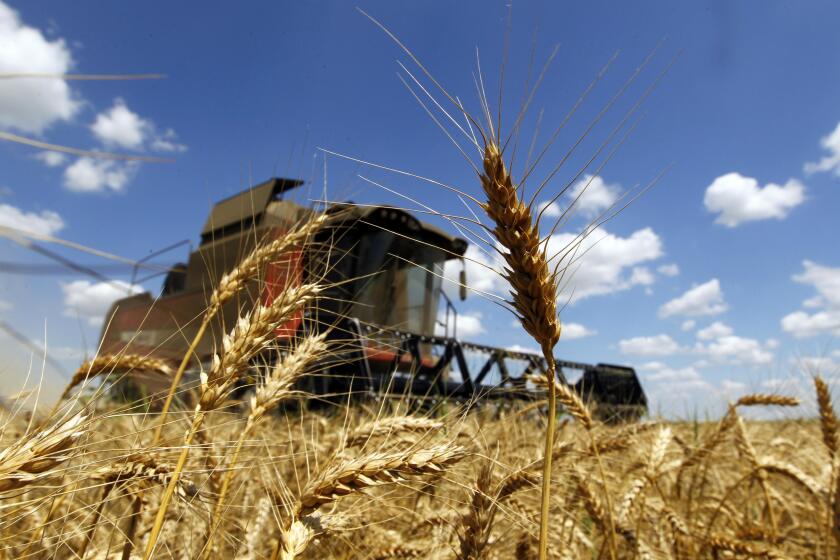 A reaper harvests a field of wheat in Orezu