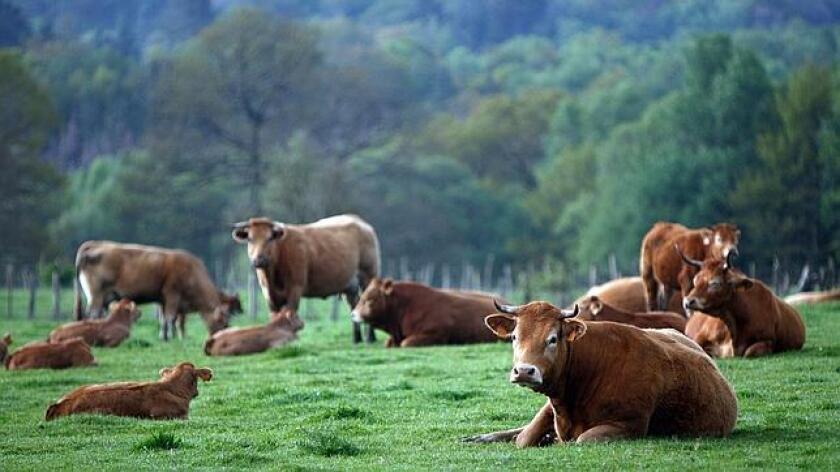 vaca-rubia-gallega-644x362.jpg