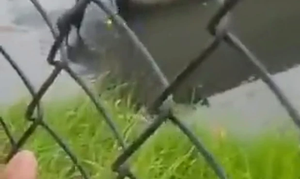 Rescate a un cachorro que cayó en un canal de agua