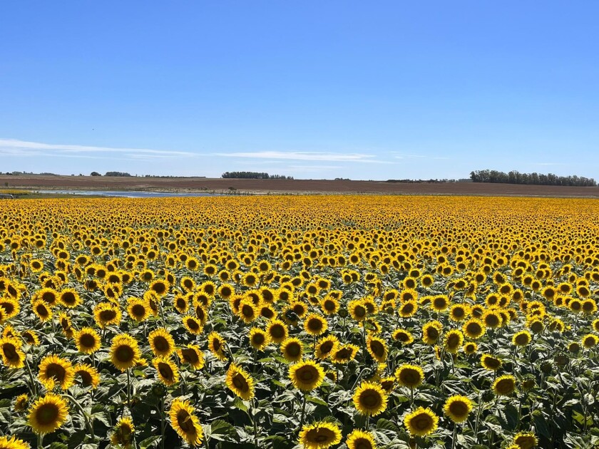 Girasol
