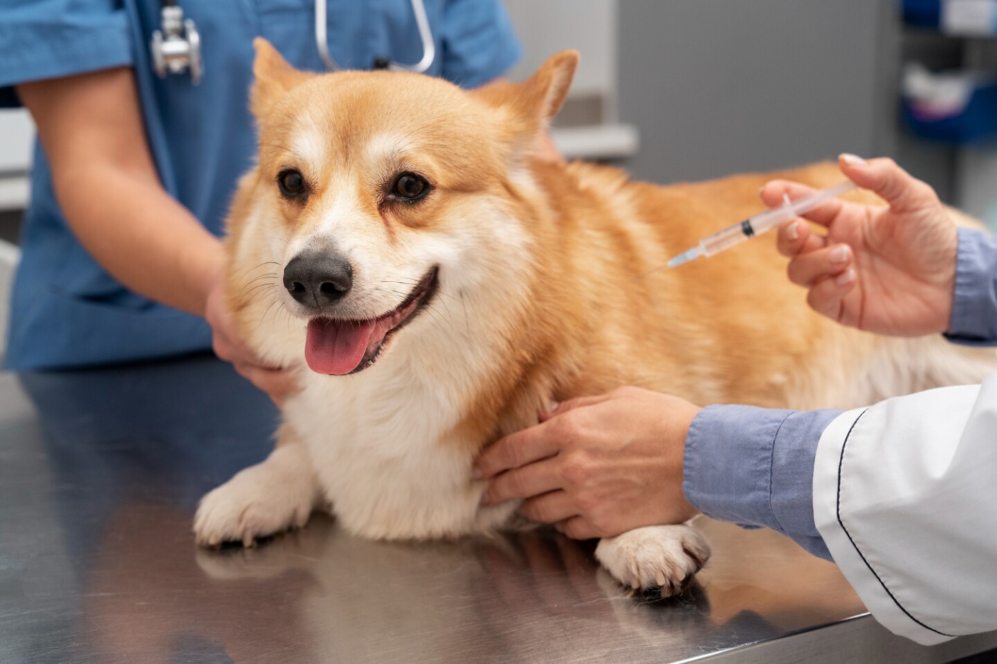 Perro vacuna veterinario