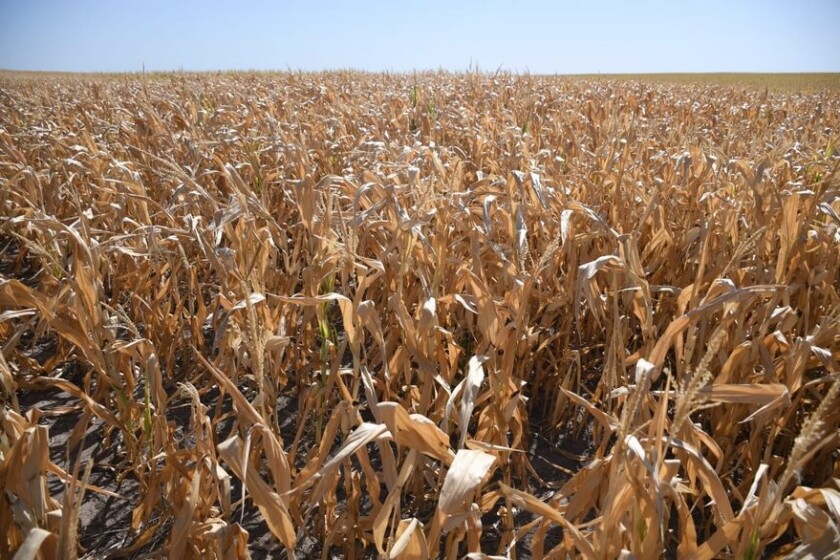 Cultivo de maíz en Gualeguay, provincia de Entre Ríos, en donde se perdió el 83% del cultivo a nivel provincial.jpg