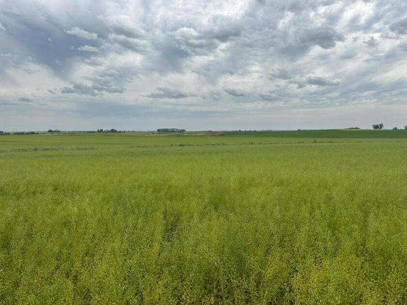 Camelina.