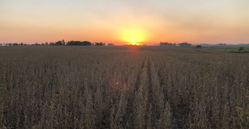 Chacras de soja