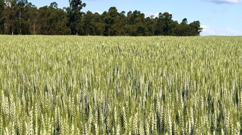 Cultivos de invierno.