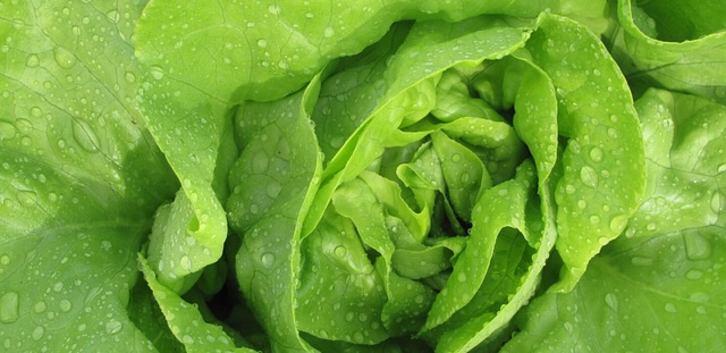 ¿Por qué la lechuga se queda lacia y se estropea tan pronto? Estudio analiza la nanobiología de este vegetal