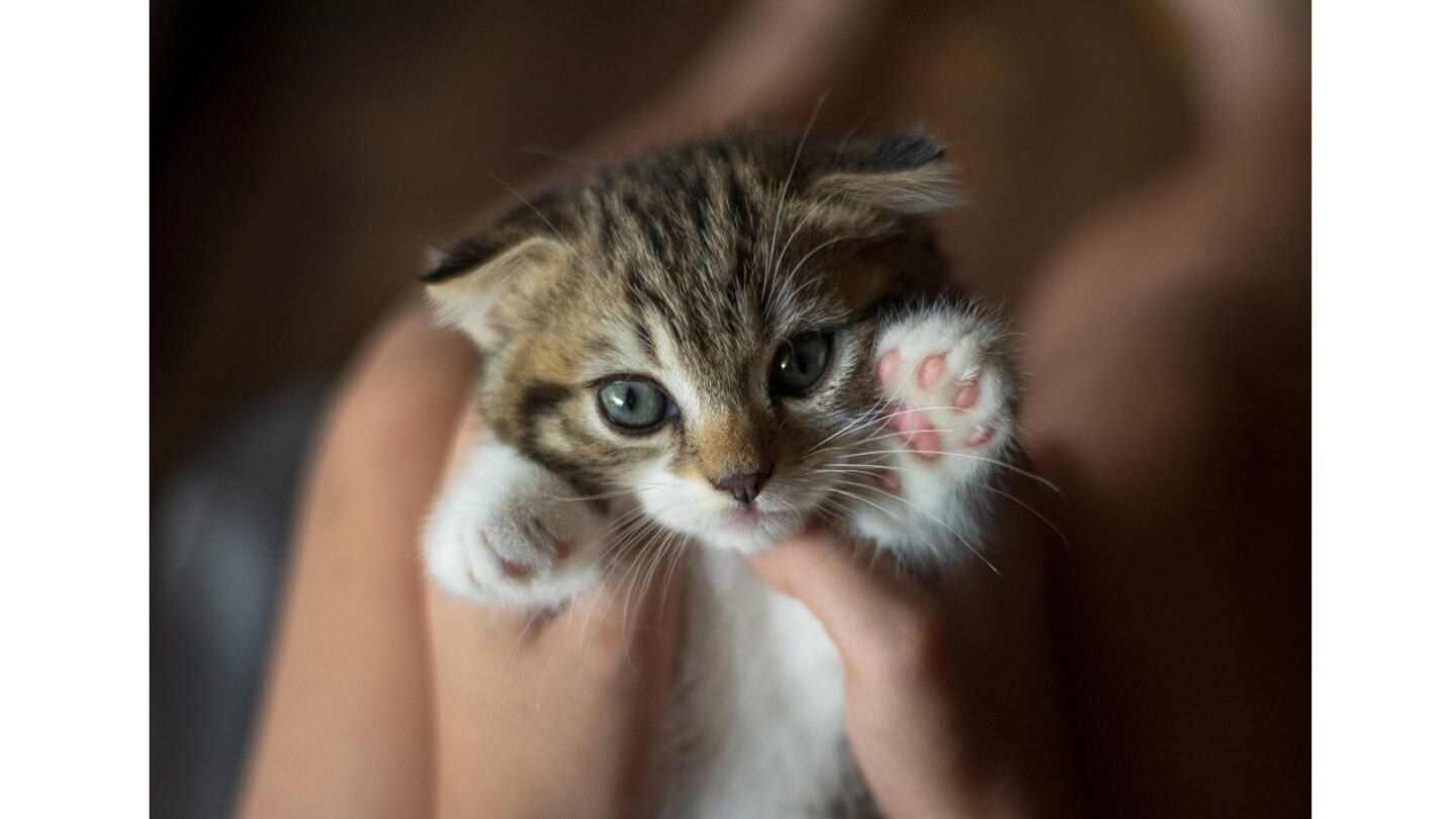 gatos