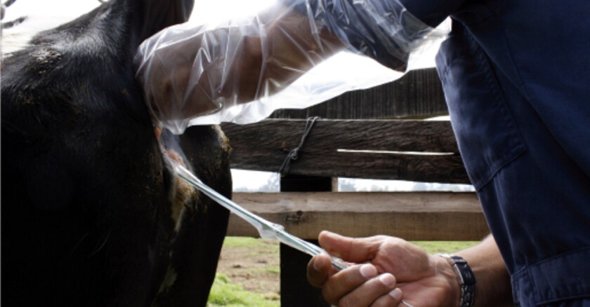 IATF-1 Inseminación artificial. Foto: Infocampo