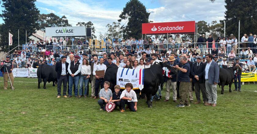 Gran Campeón Aberdeen Angus 2025 de El Yunque.