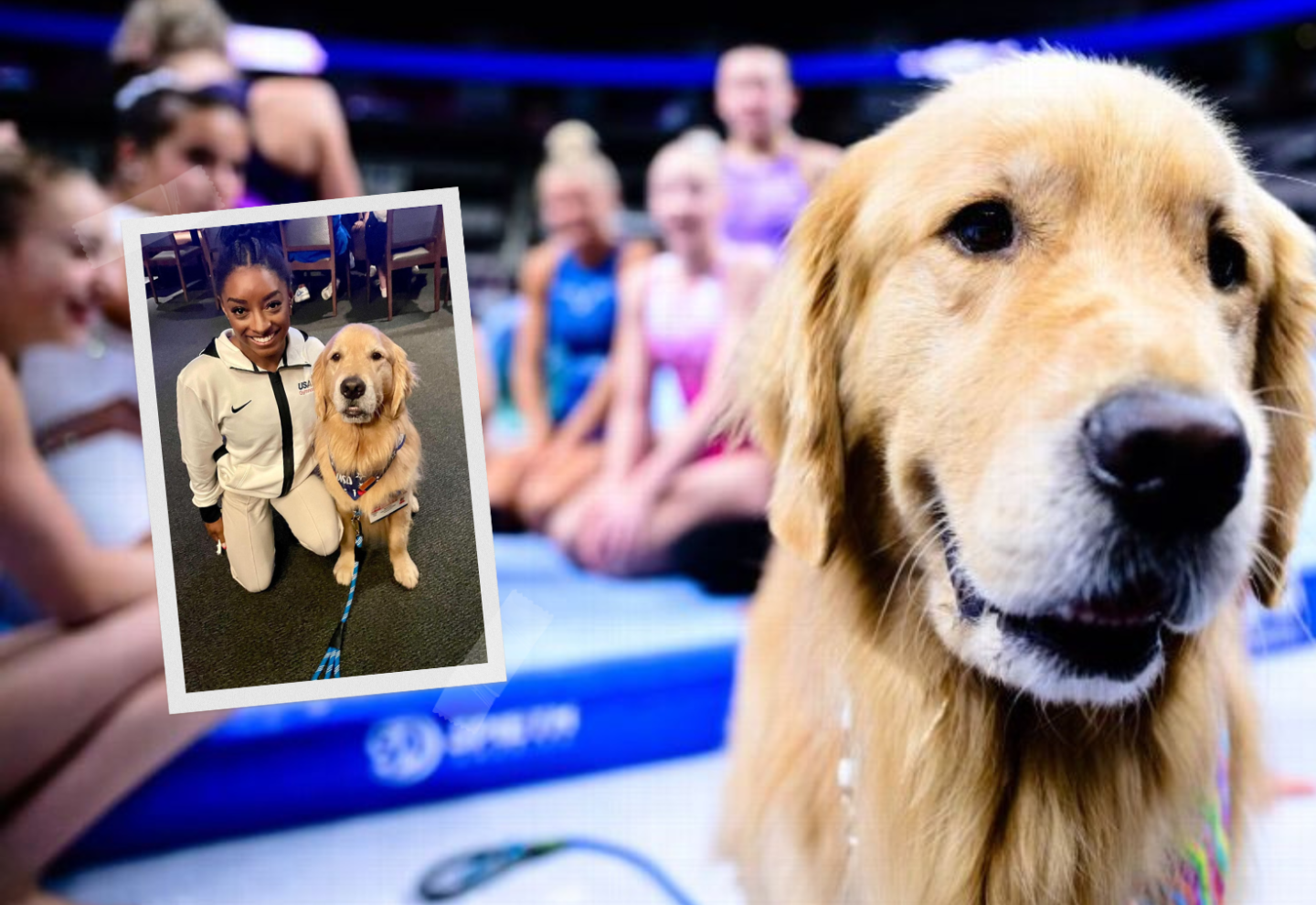 Conocé a Beacon, el golden retriever que ayuda a los gimnastas de Estados Unidos para los Juegos Olímpicos - EL PAÍS Uruguay