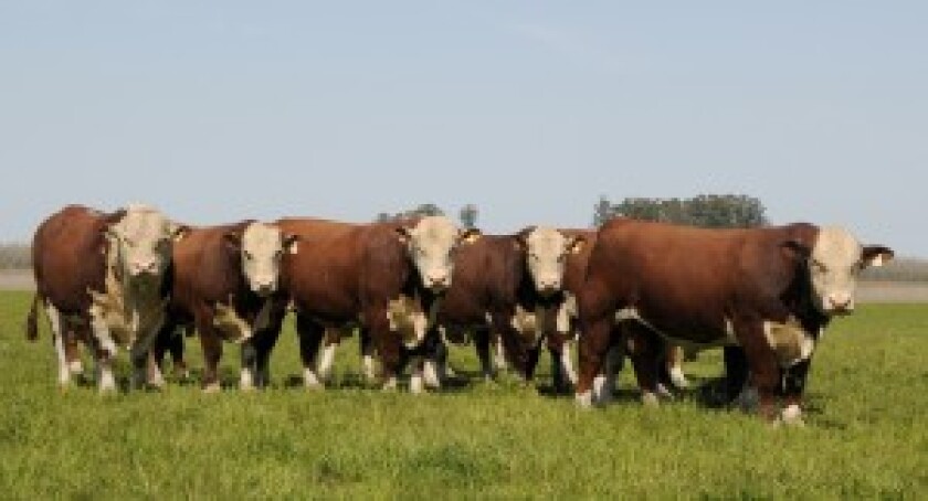 polled-hereford-santa-clara-300x162.jpg
