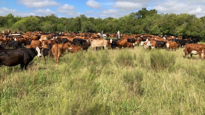 ganado, ganado vacuno
