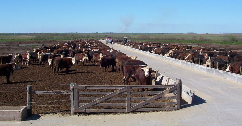 Feed lot.jpg
