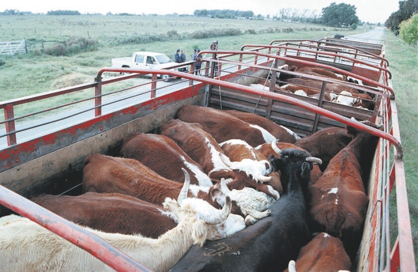 Ganado vacuno - Camion