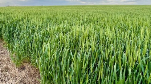 Cultivos de invierno.