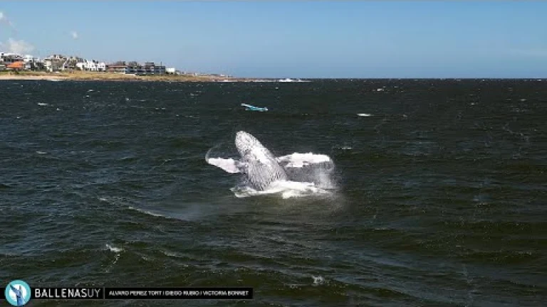 Ballena Yubarta o Jorobada - Saltos en Parada 35 de La Brava - Punta del Este - Uruguay - 11/12/2024
