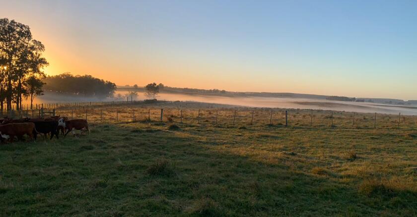 Mañana, campo, amanecer