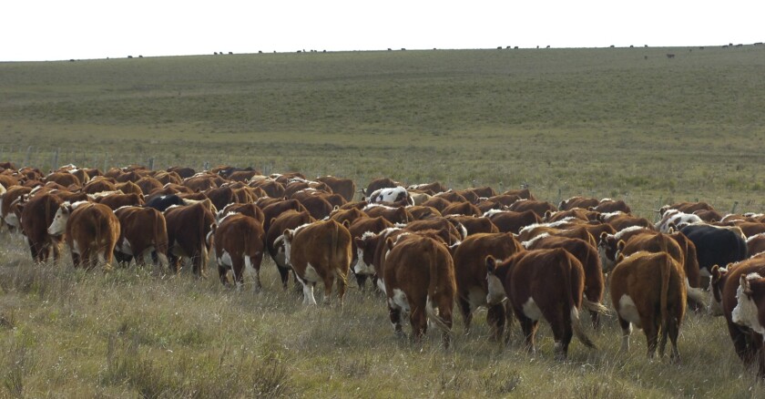 Ganado, ganado vacuno,