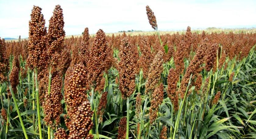 sorgo.jpg