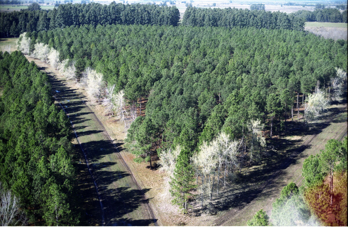 VISTA AEREA DE UN CAMPO FORESTADO, FORESTACION, PLANTACION DE ARBOLES, 20030731, HOJA 95552