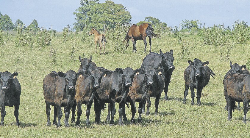 imagen-fotos-rurales-el-pais-ganado-en-el-campo-uruguay-8.jpg