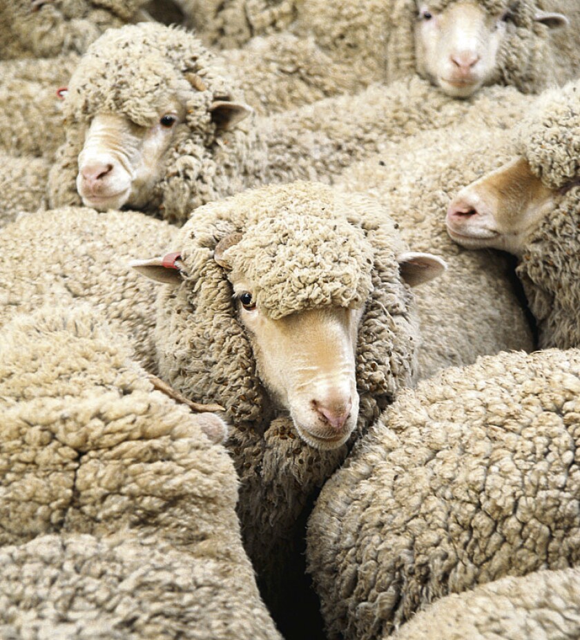 Merino sheep that were mulesed as lambs are held in a pen prior to be