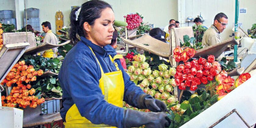 Foto: Archivo / EL TIEMPO El 13,4 % de los bienes exportados a Japón son flores.