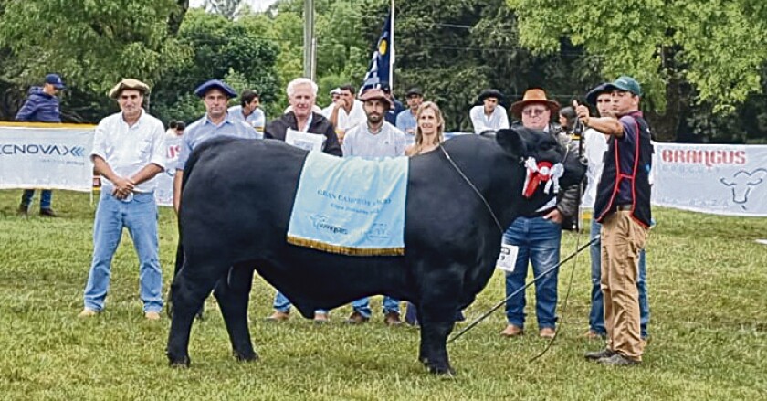 Gran Campeón Brangus de Campo Norte elogiado por el jurado.jpg