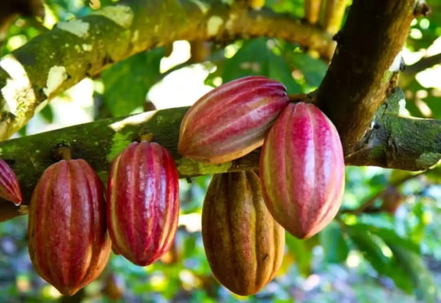 De la Amazonia a Uruguay: el cacao morado que busca ganar mercado
