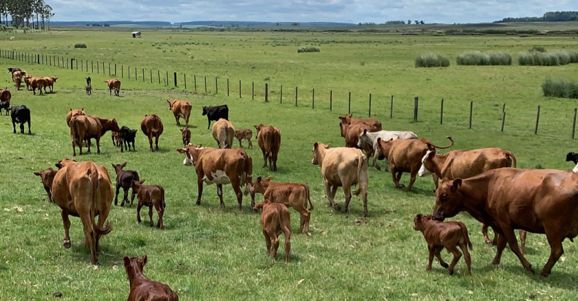 ganado, vacas, terneros, ganaderia