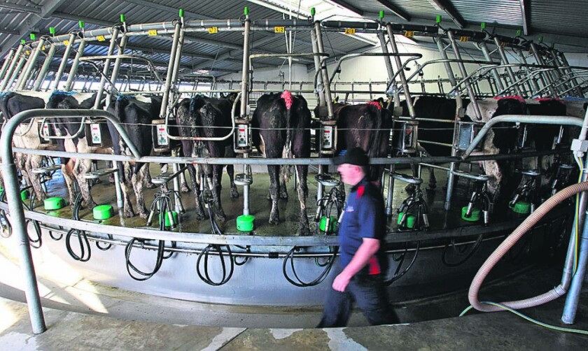 BLOOMBERG NEWS - NZ CURRENT AACCOUNT WRAP - A - I - A worker walks past a group of cows hooked up to milking machines on a farm in Mangatangi, New Zealand, on Wednesday, Sept. 19, 2007. New Zealand's annual current account deficit is shrinking as rising prices buoy returns from exports of butter and milk, while record-high interest rates are slowing demand for imports. Photographer: Brendon O'Hagan/Bloomberg News NZ CURRENT AACCOUNT WRAP - MANGATANGI - NEW ZEALAND - BRENDON O'HAGAN - EC. GANADO HOLANDO, LECHERO, VACAS LECHERAS, PRODUCCION LECHERA, TAMBO , ORDEÑE. ORDEÑANDO